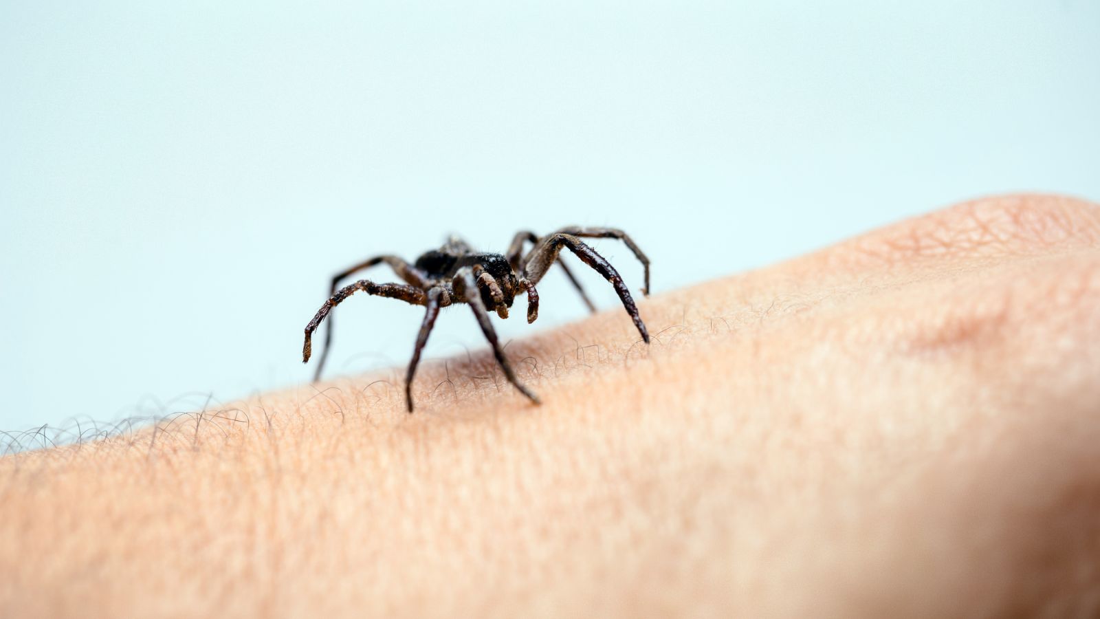 Les morsures d'araignées provoquent dans de très rares cas des réactions allergiques. ©RHJ, Adobe Stock